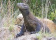 Komodo Dragons grow to 10 feet long 