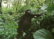 See gorillas in Uganda