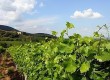 Discover Devon's vineyards