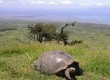 Help protect the Galapagos's unique wildlife