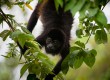 You'll find plenty of Howler monkeys in Costa Rica (photo: Evocation Images)
